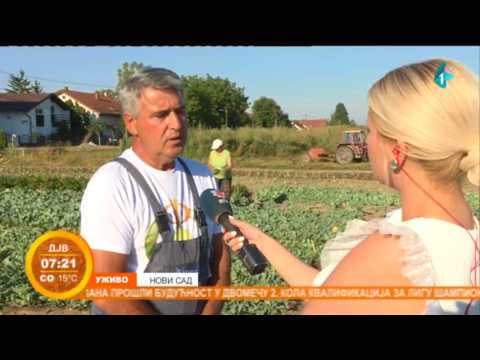 Lažni futoški kupus