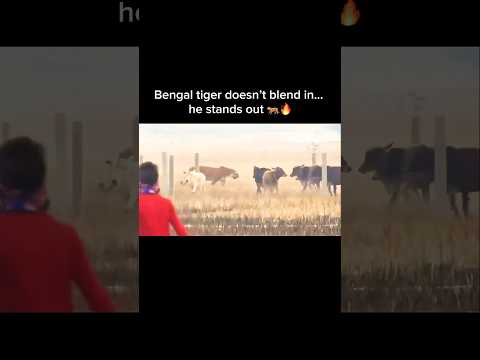 Bengal Tiger vs Cow: Size Shock