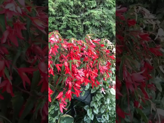 Стандарт поставки видео №1 Бегония боливийская F1 Огненный каскад