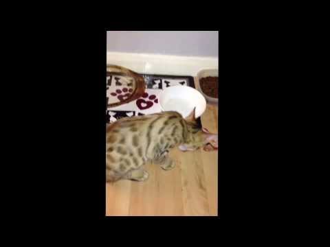 Bengal cat trigger eating raw chicken bones