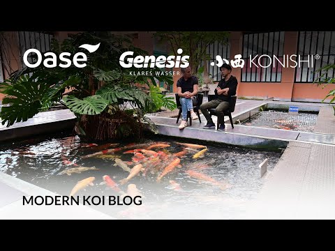 Modern Koi Blog #5609 - Live from Japan: How many Koi does Konishi breed annually?