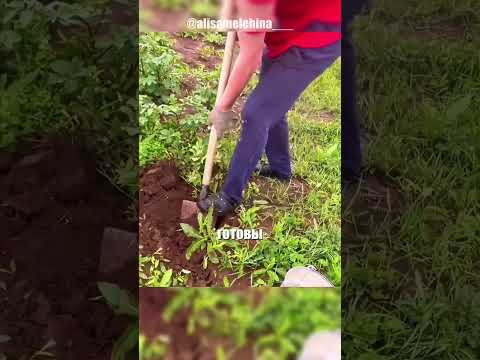Девушка решила показать свой урожай картошки. Но когда начали её выкапывать она была в шоке