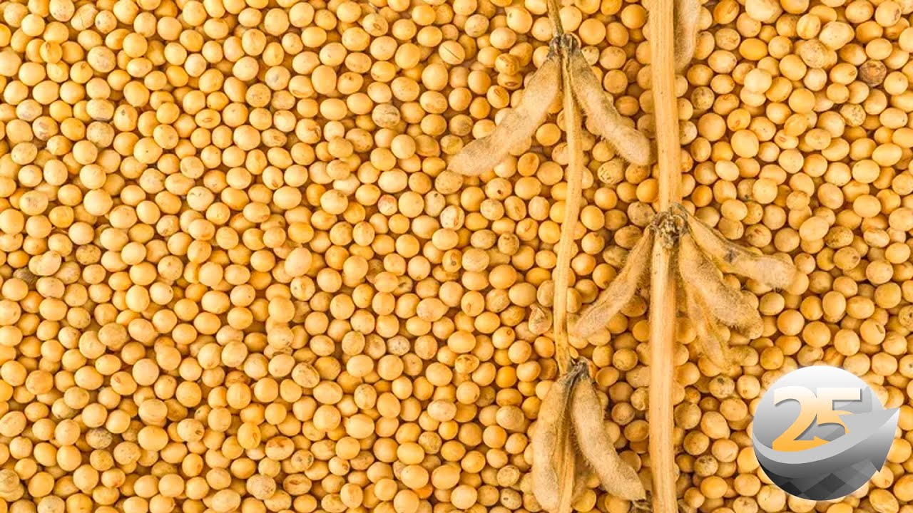 Entrevista com Camilo Motter - Granoeste Corretora de Cereais sobre o Fechamento de Mercado da Soja