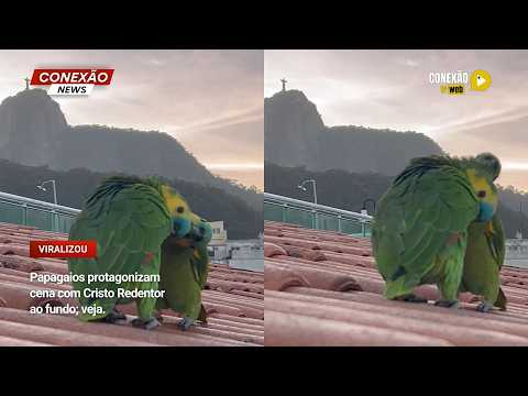 Vídeo: Papagaios protagonizam cena com Cristo Redentor ao fundo; veja.