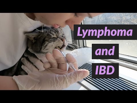 Giving my cat Chemo & Prednisone | Cat Lymphoma Cancer and IBD