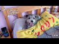 Mini Morning Routine 210106 Good Morning BooTaro