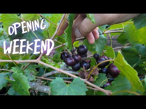 10 Min. FARMING.. The Vineyard Is OPEN!