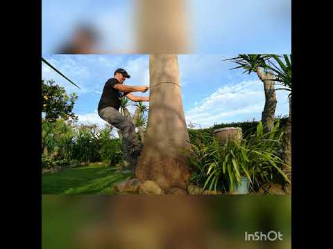 Como fazer uma corda com folhas de Yucca