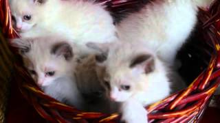 Annalie&#39;s Ragdoll Kittens