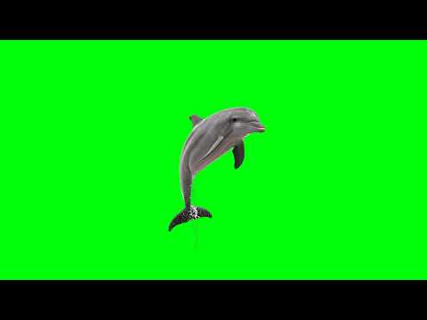 Dolphin Green Screen