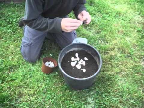 download lagu mp3 mp4 Order Garlic Bulbs, download lagu Order Garlic Bulbs gratis, unduh video klip Order Garlic Bulbs