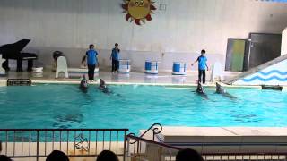 preview picture of video 'Dolphin Show - Otaru Aquarium, Hokkaido, Japan'