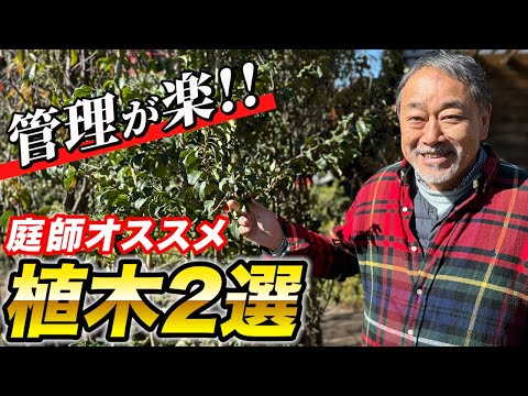 庭のイボタノキの生垣 - 植え付けのヒント、剪定、メンテナンス  庭園