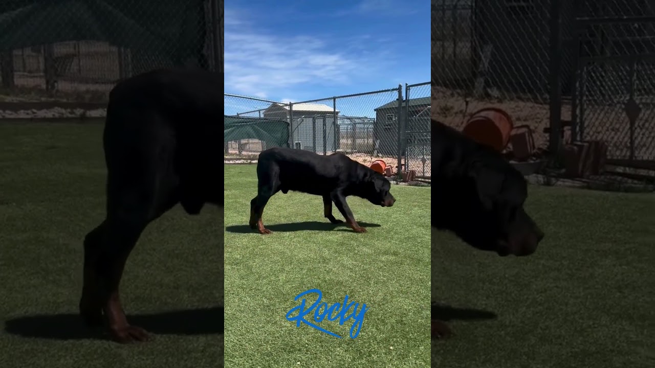 Enlarge Rocky (F26-24), a Adoptable Rottweiler in Peyton, CO video 6/6