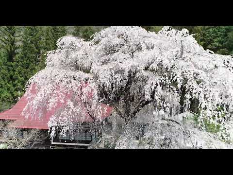 【４K】宝蔵寺のしだれ桜