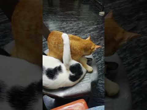 Best friends forevermore 🐱❤ | cat |NASHIFA