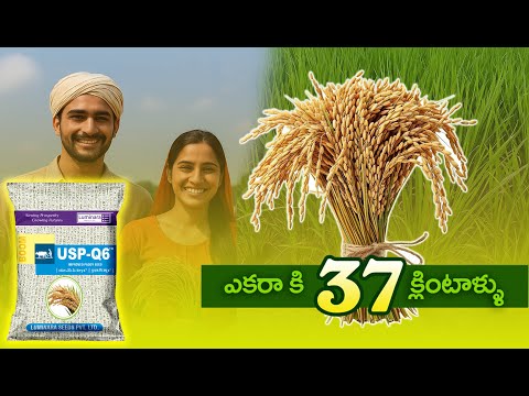 రబీకి అనువైన వారి విత్తనం USP - Q6 #annadata #paddy #uspq6