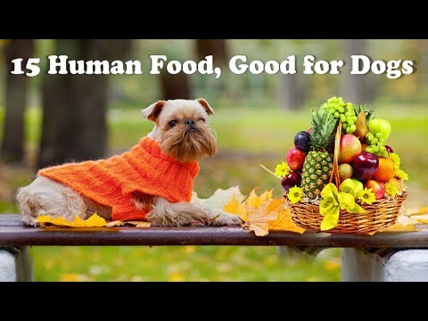 download lagu mp3 mp4 What Can Dogs Eat, download lagu What Can Dogs Eat gratis, unduh video klip What Can Dogs Eat
