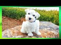 Schnauzer Miniatura - Cuidados Schnauzer ? Top 5 cuidados más importantes para los Schnauzer