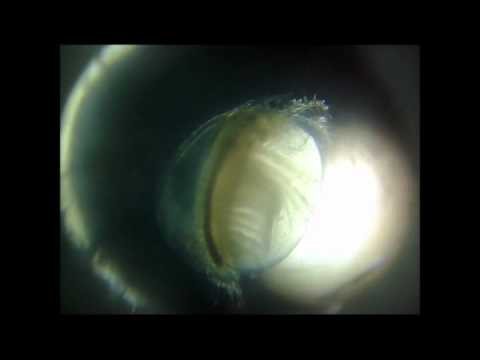 Limnadia lenticularis