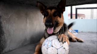 preview picture of video 'German Shepard dog Playing aggressive football'