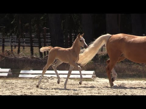 Auktionsfohlen Nr 48 SF v. Oosteinds Ricky – Donatelli