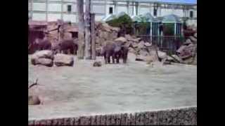 preview picture of video 'Elefanten Tierpark Berlin Friedrichsfelde'