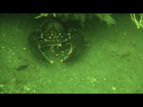 Hummer, Den Osse,Grevelinger Meer,Niederlande