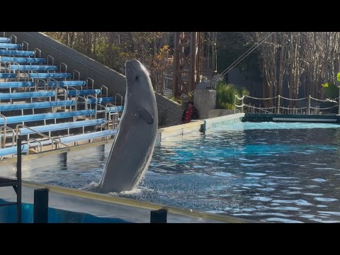 Beluga Breach Training Session - SeaWorld San Antonio - December 17, 2025