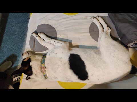 Kakoli playing with a toothpick!! 😂