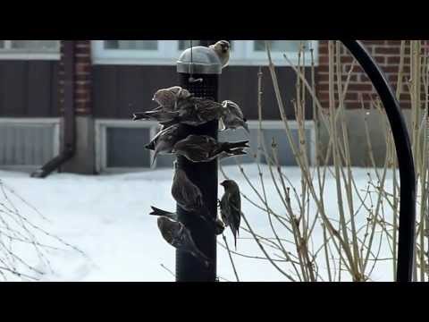 Common Redpol invasion southern Quebec