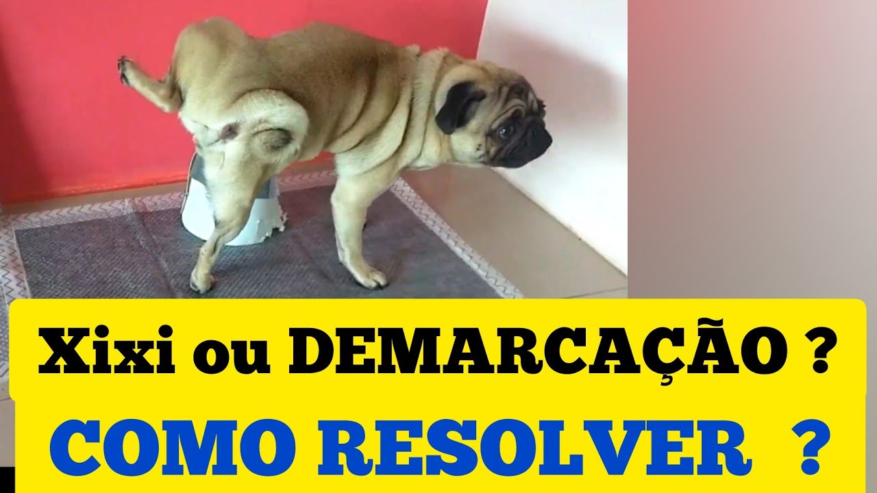 Como preparar o local para DEMARCAR TERRITÓRIO, xixi