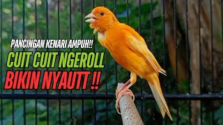 Download lagu SUARA Kenari GACOR PANJANG Pancingan & masteran Kenari Paud AGAR gacor AMPUH Kenari MACET bunyii mp3