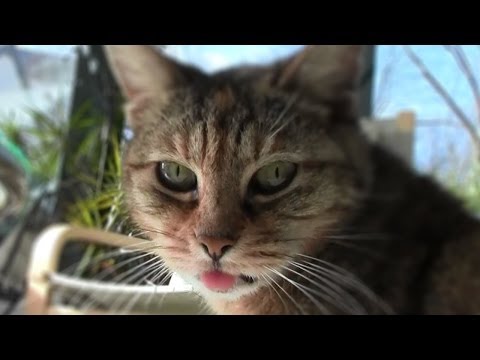 The tongue of my pussy cat / La langue de ma chatte