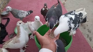 Purana Kabutar Siya Sherazi Video | Kabotar Bazi Video | New Pigeons Video 2025 | Love Status Video