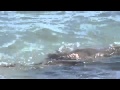 Sealion Chasing Marine Iguana