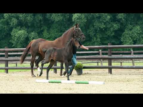 Stutfohlen Finest Edition von Finest aus der St.Pr.St. Clarissa