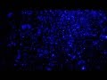 I Want You To Need Me - Celine Dion w/Lyrics ...