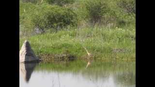 preview picture of video 'Pasari de balta in lunca Argesului'