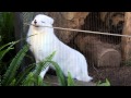 Let me out! White Fox at San Diego Zoo 