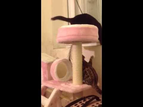 Serial bengal Hypnose, Harmony et Black Diamond