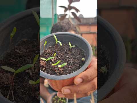 Germinating 🔀 Cosmos Seeds 🌱 #shorts