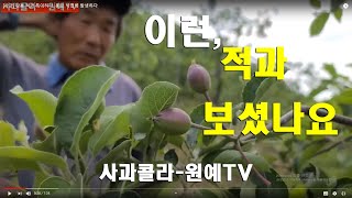 [사과] 이런 적과 보셨나요?. 홍로 낙엽병 발생하다