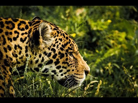 [2017] Die Fährte des Jaguars - Im Dschungel Guyanas [Dokumentarfilm HD]