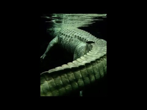 PLK x Hamza Type Beat - "Coupable" (prod. dibi)