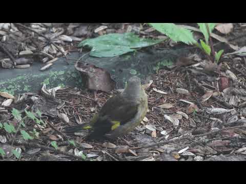 なぜ鳥たちは餌箱に来ないのですか？羽鳥を引き寄せるための適切な解決策  庭園
