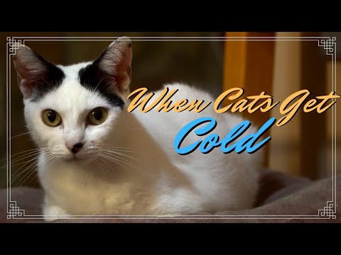 When it gets COLD, Cats like to Curl Up by the FIRE | CATS RELAX by the Wood Stove