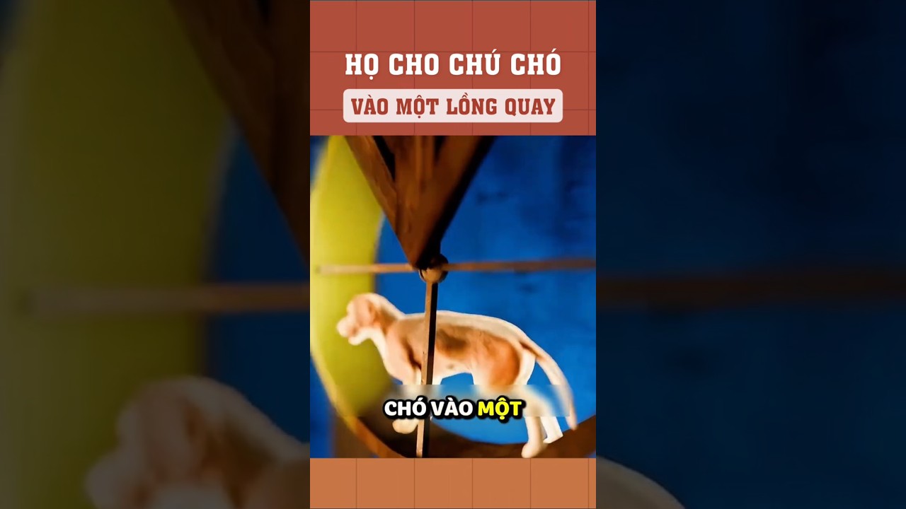 Họ cho chú chó vào một lồng quay