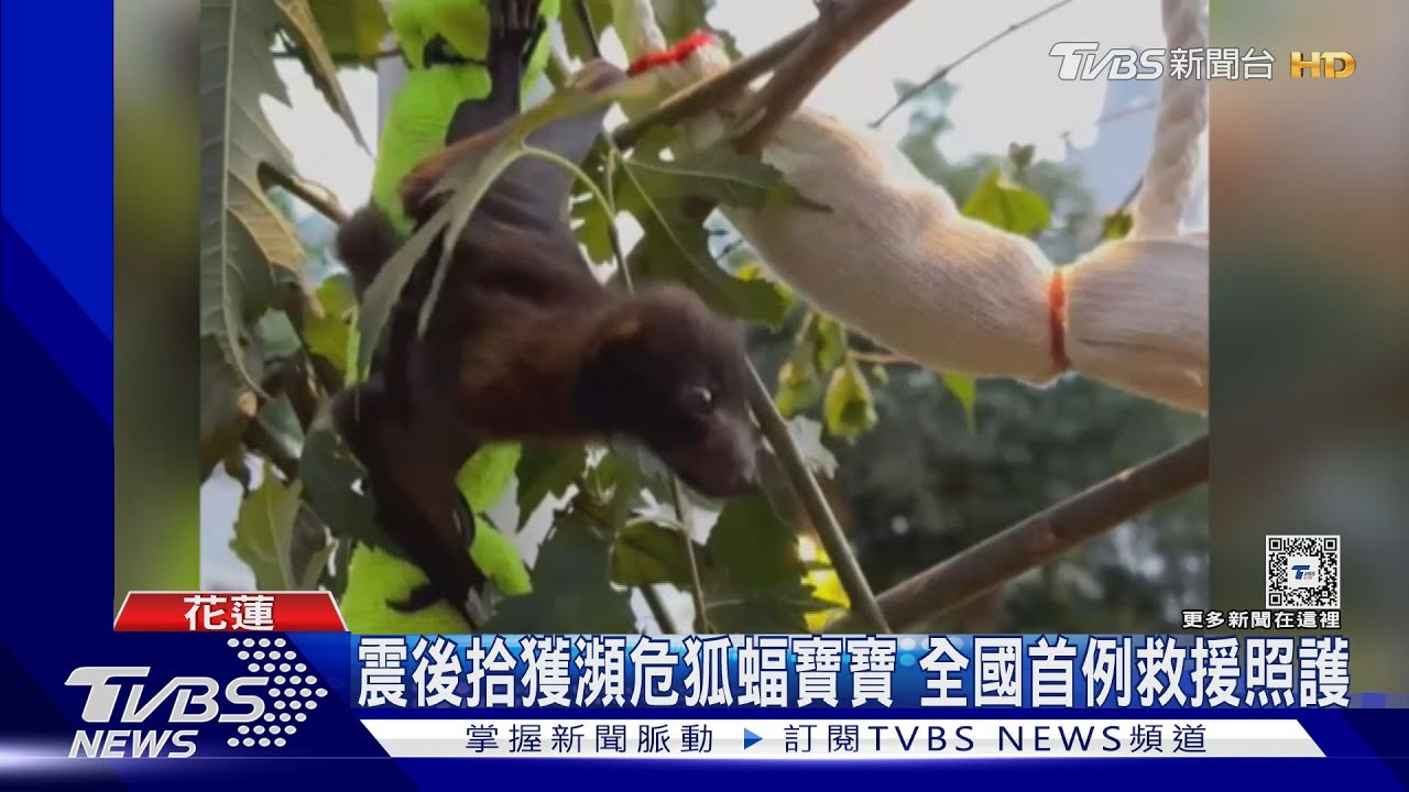震後拾獲瀕危狐蝠寶寶 全國首例救援照護