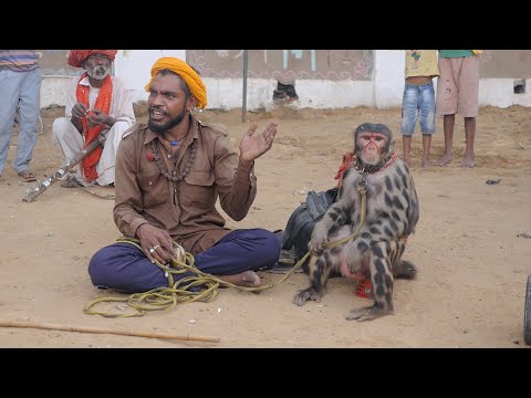 Monkey Dance Funny Video || Bandar ka Khel || बंदर का खेल || Monkey Funny Video || Bandar ka Tamasha